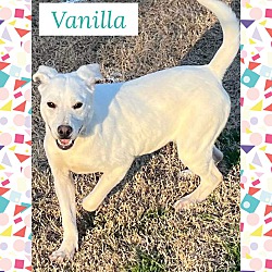 Photo of Vanilla