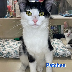 Thumbnail photo of Patches #1