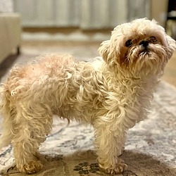 Thumbnail photo of JOSHUA  8 LBS 1 YR SHIH TZU #2