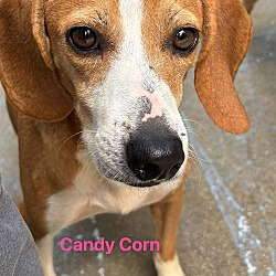 Thumbnail photo of Candy Corn: Not at shelter (Kendra) #1