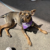 adopt a pet