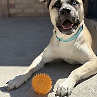 adopt a pet