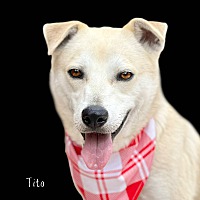 adopt a pet