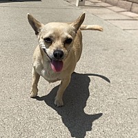 adopt a pet