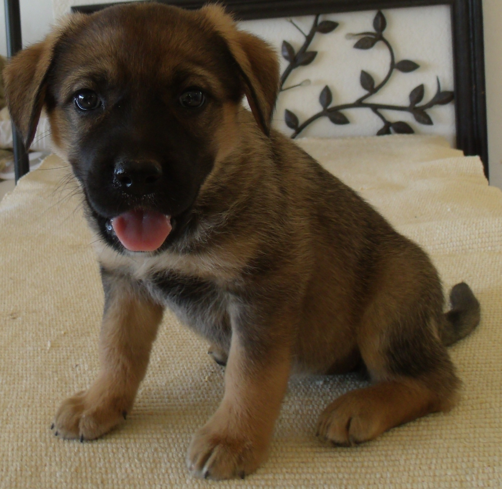 Corona Ca German Shepherd Dog Meet German Shepherd Pups C A Pet For Adoption Adoptapet Com