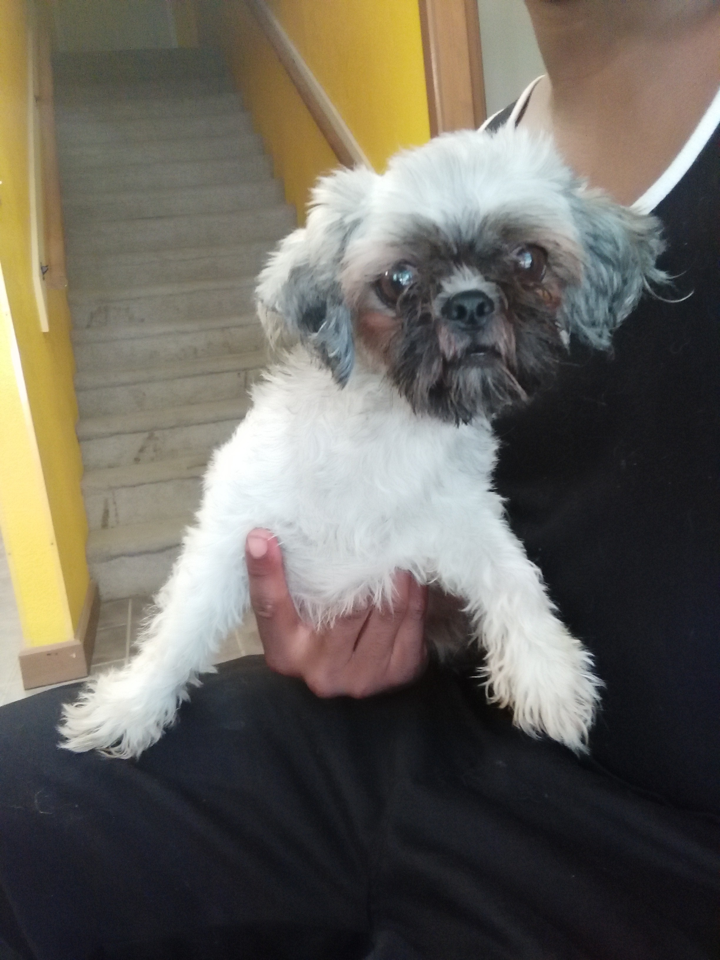 Jackson Tn Shih Tzu Meet Gracie A Pet For Adoption