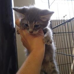 32 Animal House Pet Store West Monroe Stock