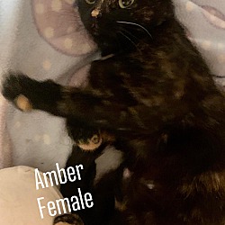 Thumbnail photo of Amber #3