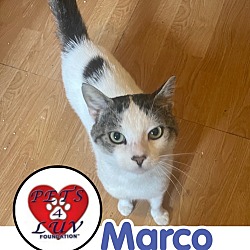 Thumbnail photo of Marco #1