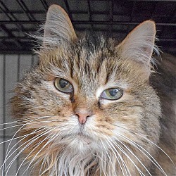 Photo of Jingle