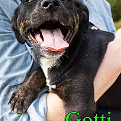 Thumbnail photo of Gotti #1