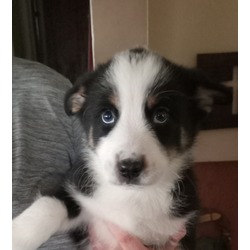 Thumbnail photo of Ausky Puppy #1