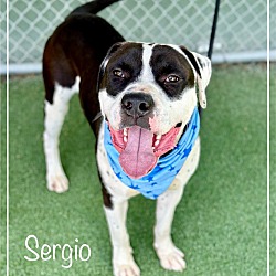 Thumbnail photo of SERGIO (see also DIEGO) #1