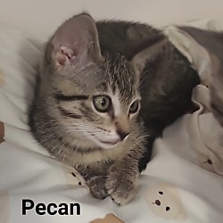 Photo of PECAN