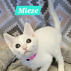 Thumbnail photo of Mieze #1