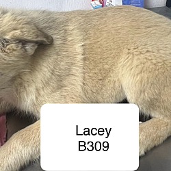Thumbnail photo of Lacey B309 #2