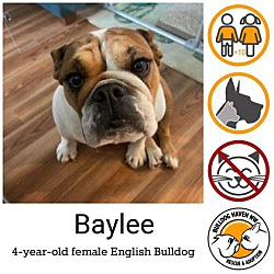 Thumbnail photo of Baylee - pending #1