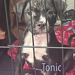 Photo of Tonic