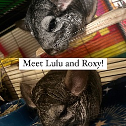 Thumbnail photo of Lulu & Roxy BONDED #1