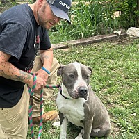 adopt a pet