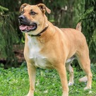Adopt A Pet :: Rocky - Versailles, KY