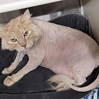 adopt a pet