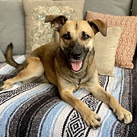 adopt-pet