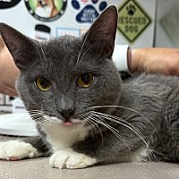 adopt a pet