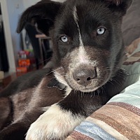 adopt-pet