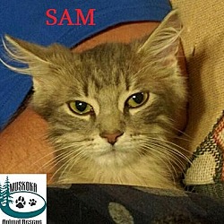 Thumbnail photo of Sam - Adopted December 2016 #4