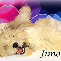 Thumbnail photo of Jimothy~adopted! #3