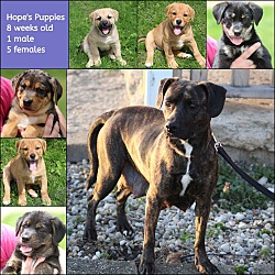 Photo of Hope's Puppies