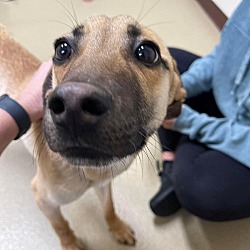 Photo of Peanut