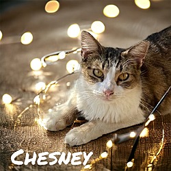 Thumbnail photo of Chesney #2