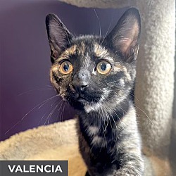 Thumbnail photo of Valencia #2