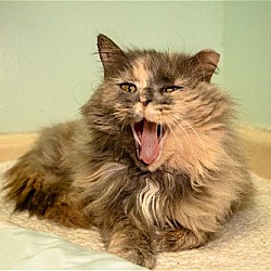 Thumbnail photo of Chilli Cat #4