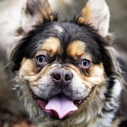 Thumbnail photo of Dogue Pierre CHOCOLATE MERLE FLUFFY #1