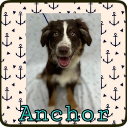 Photo of Anchor