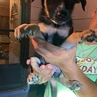 adopt a pet