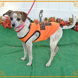Thumbnail photo of ZOEY - Adopted @ off-site #2