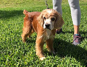coastal cocker spaniel rescue