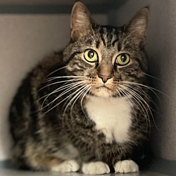 Cat for adoption - Mazzy and MJ - BONDED Snuggle bugs! Double the therapy  love!, a Tabby & Silver Mix in South Salem, NY