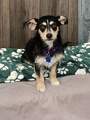 Thousand Oaks, CA - Cairn TerrieTerrier (Unknown Type, Small). Meet