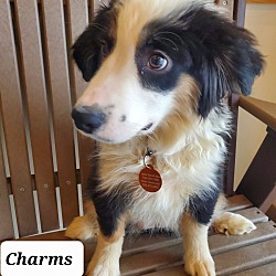 Photo of CHARMS