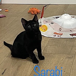 Photo of Sarabi
