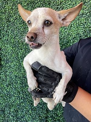 El Paso, TX - Chihuahua. Meet 56143877 a Pet for Adoption - AdoptaPet.com