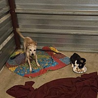 adopt a pet