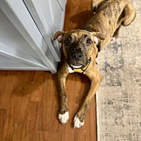 adopt a pet