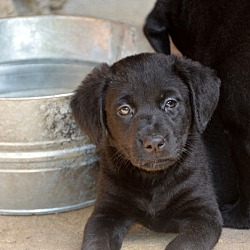 Thumbnail photo of Sisco~adopted! #2