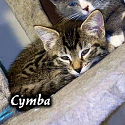 Thumbnail photo of Cymba (Gray Tab)(Female) #3